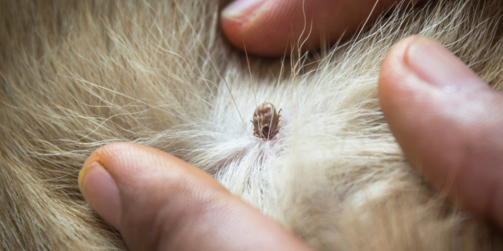 Como prevenir las garrapatas