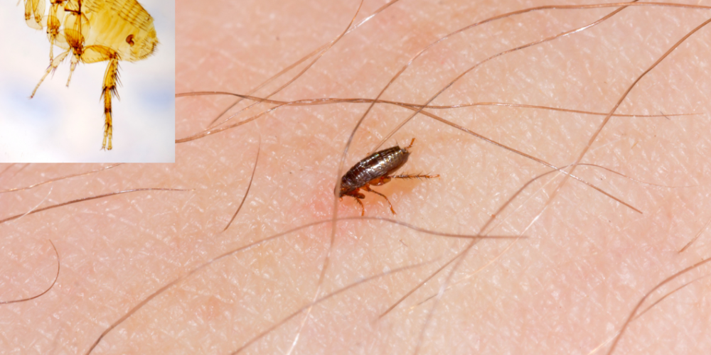 cómo prevenir las pulgas